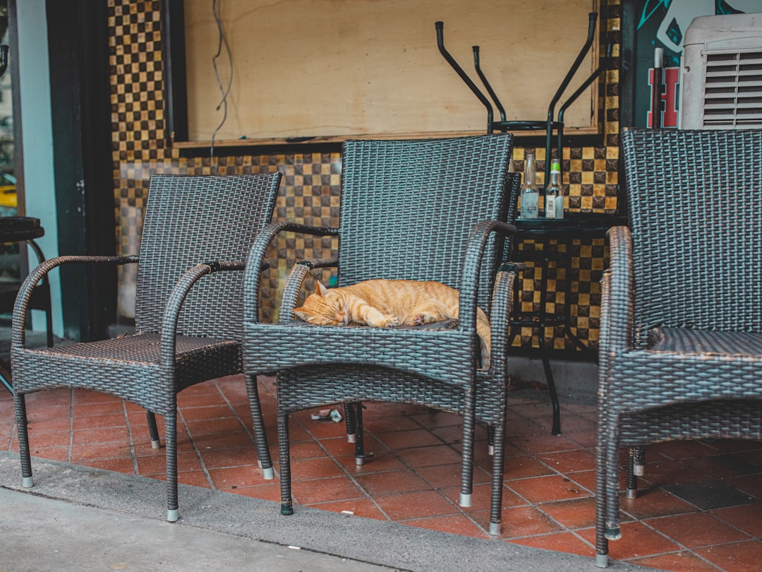 Pet Condition Educational Content — Veterinary SEO Singapore: Pet Clinic and Animal Hospital Marketing