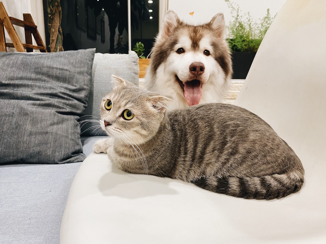 Technical SEO Essentials for Vet Sites — Veterinary SEO Singapore: Pet Clinic and Animal Hospital Marketing